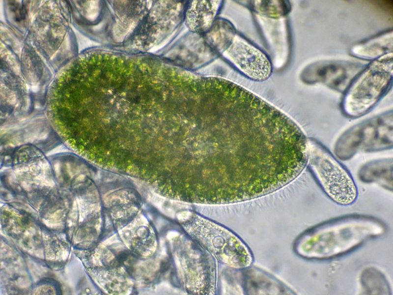 PARAMECIUM-bursaria