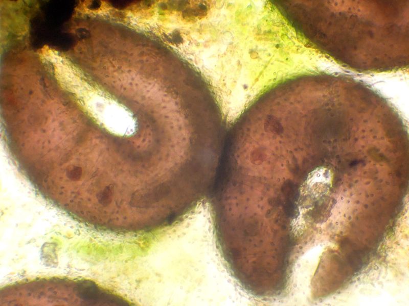 LARVE DI CHIRONOMIDE