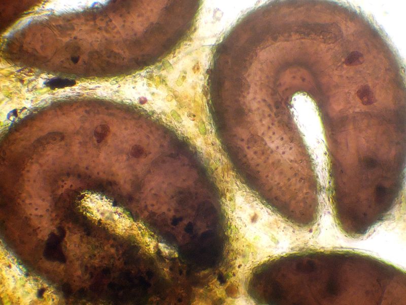 LARVE DI CHIRONOMIDE