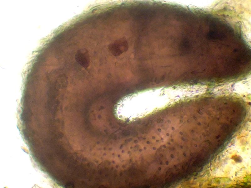 LARVE DI CHIRONOMIDE