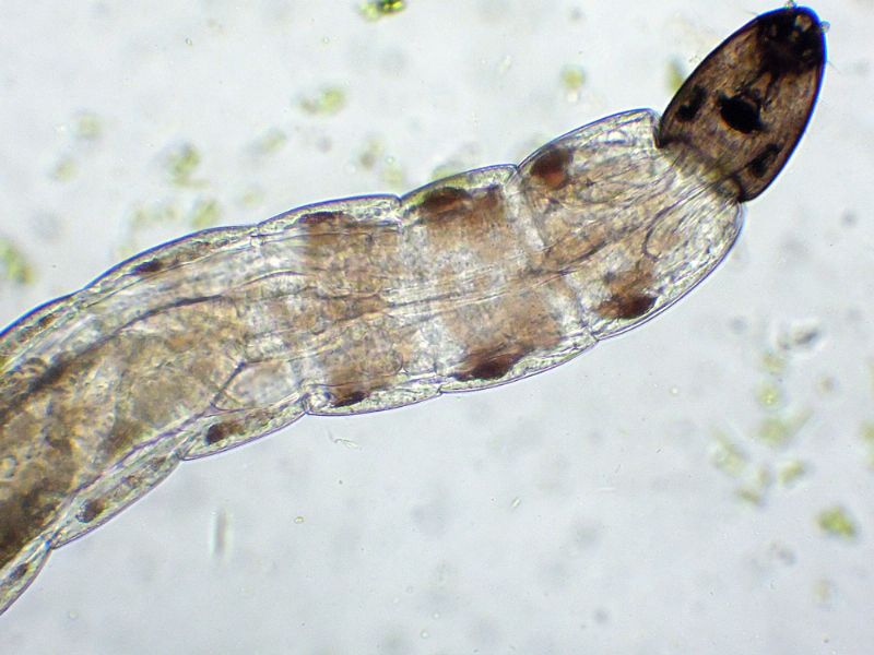 CHE BESTIOLA PUO'' ESSERE?