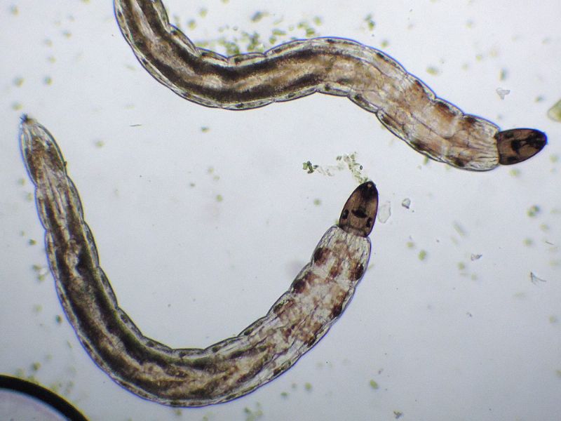 CHE BESTIOLA PUO'' ESSERE?