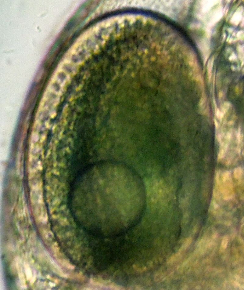 DAPHNIA