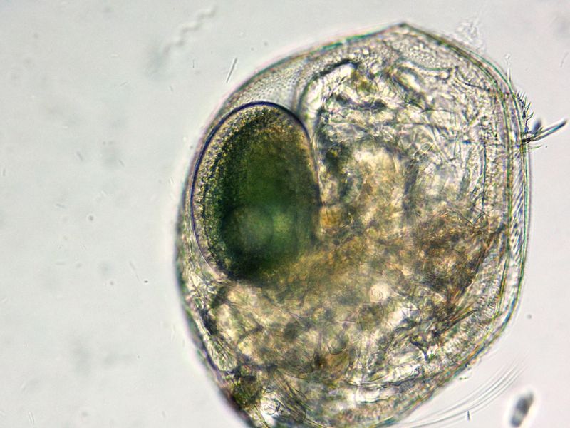 DAPHNIA