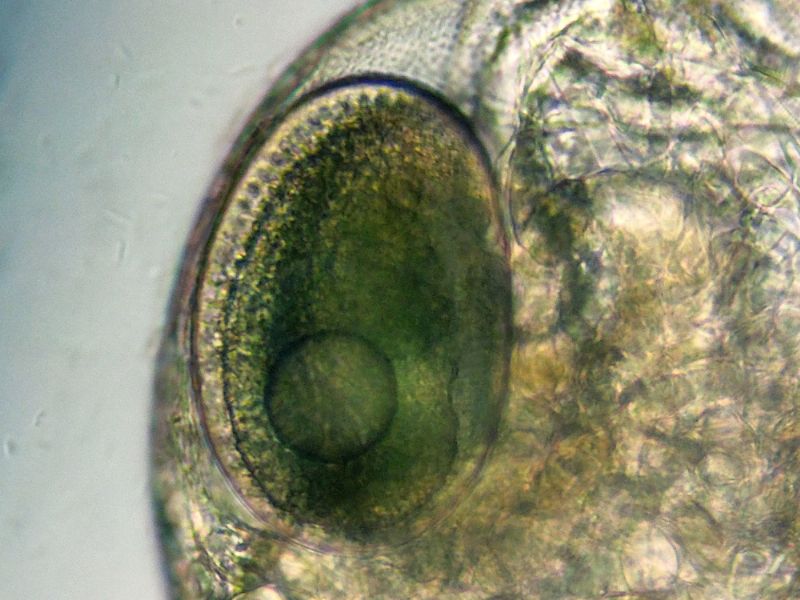 DAPHNIA