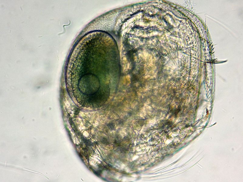 DAPHNIA