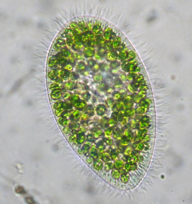 ANCORA  PARAMECIUM-bursaria!!