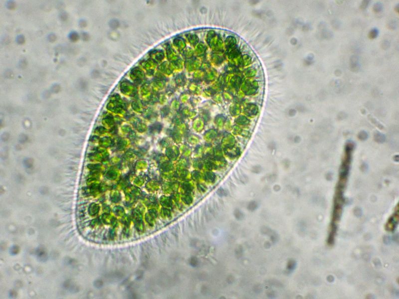 ANCORA  PARAMECIUM-bursaria!!