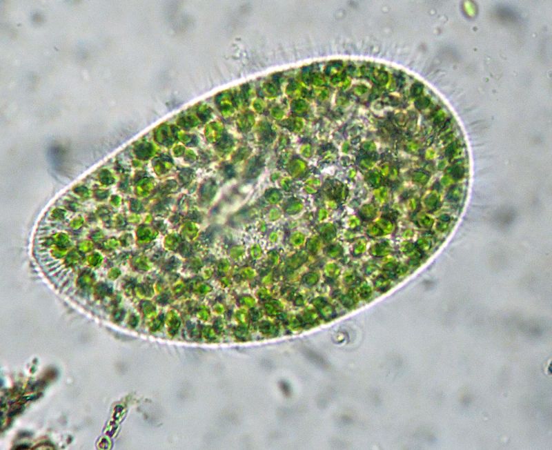 ANCORA  PARAMECIUM-bursaria!!