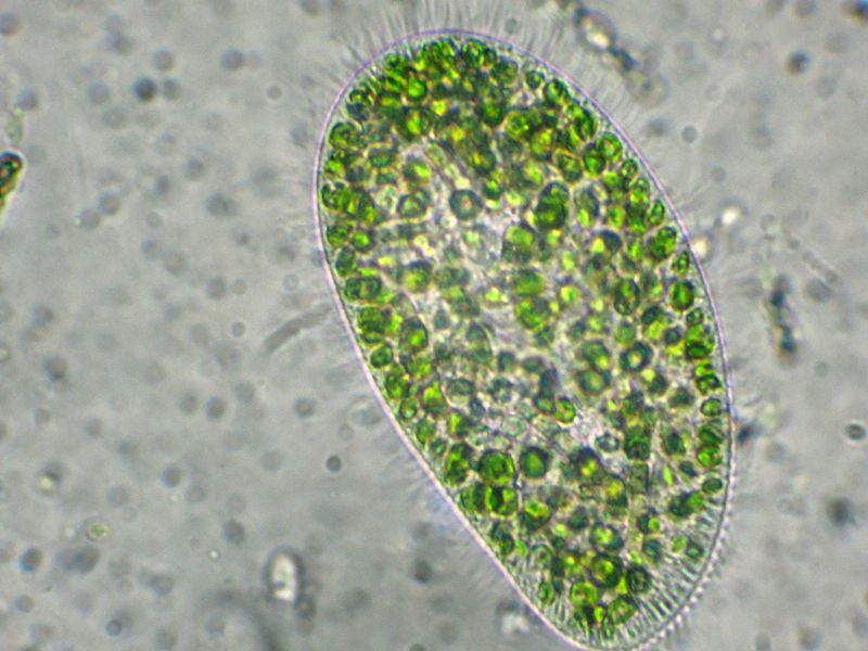 ANCORA  PARAMECIUM-bursaria!!