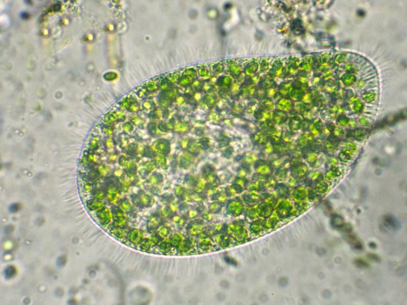 ANCORA  PARAMECIUM-bursaria!!