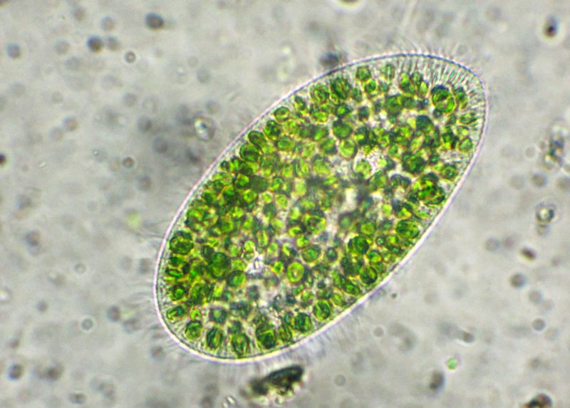 ANCORA  PARAMECIUM-bursaria!!