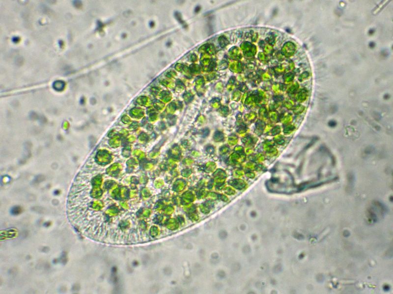 ANCORA  PARAMECIUM-bursaria!!