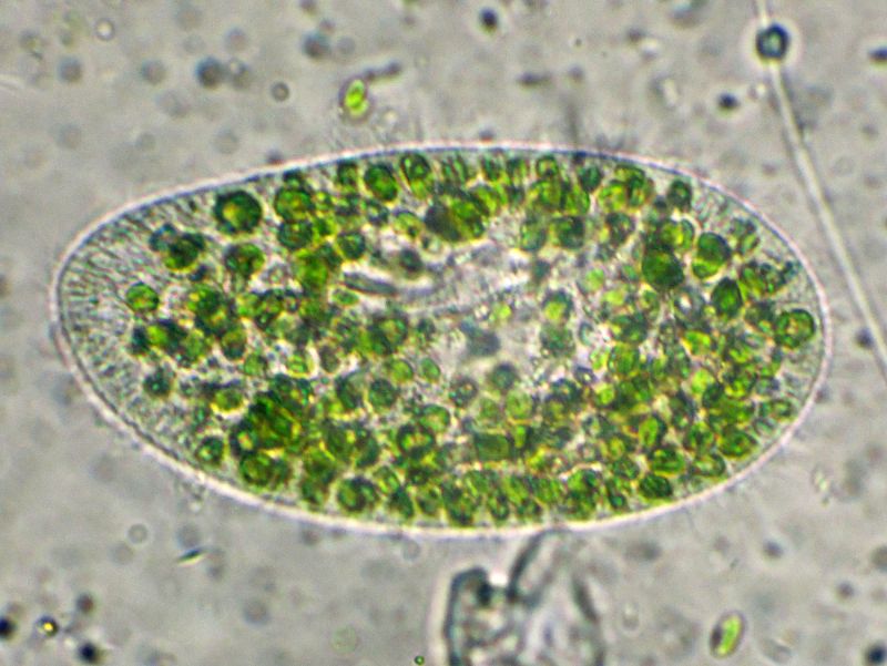 ANCORA  PARAMECIUM-bursaria!!