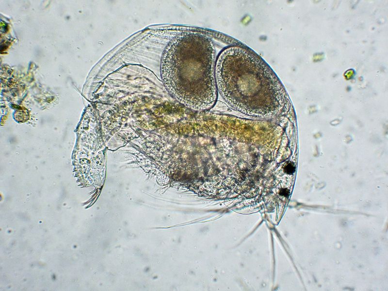 PULCE D'ACQUA , Natura Mediterraneo Forum Naturalistico
