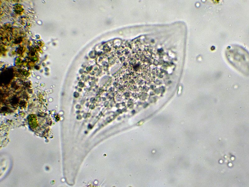 LOXOPHILLUM-MELEAGRIS  - no - litonotus sp.