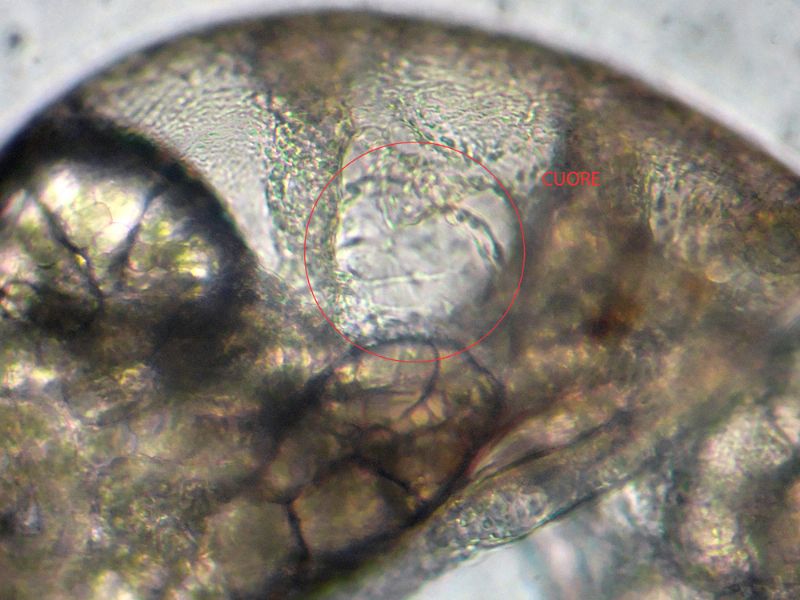 CHIOCCIOLINE DELL''ACQUARIO