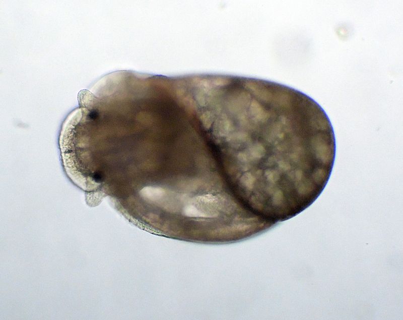 CHIOCCIOLINE DELL''ACQUARIO