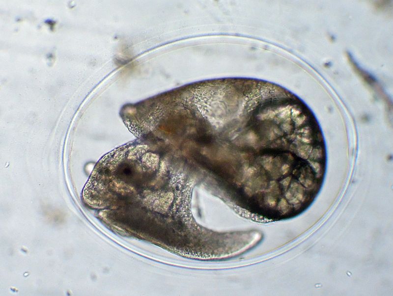 CHIOCCIOLINE DELL''ACQUARIO