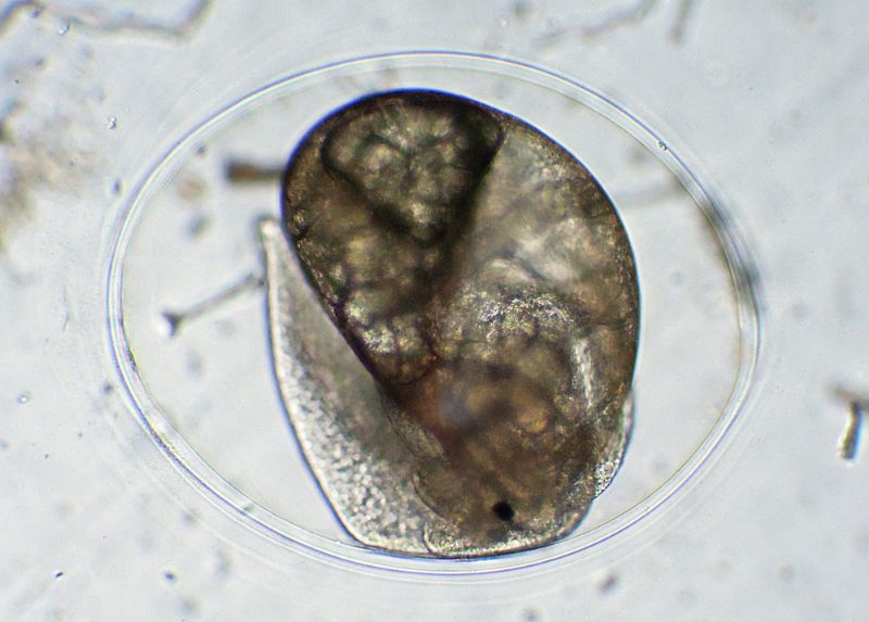 CHIOCCIOLINE DELL''ACQUARIO