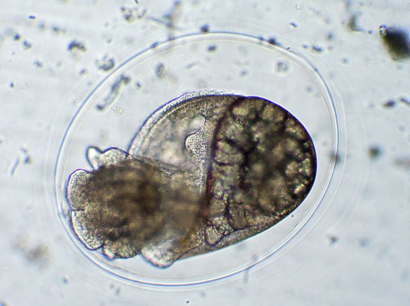 CHIOCCIOLINE DELL''ACQUARIO