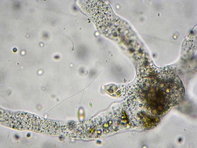 AMOEBA-HYLOBATES