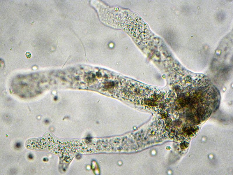 AMOEBA-HYLOBATES