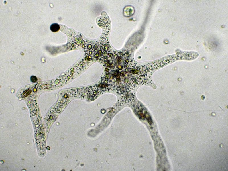 AMOEBA-HYLOBATES