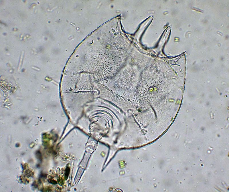 BRACHIONUS-QUADRIDENTATA