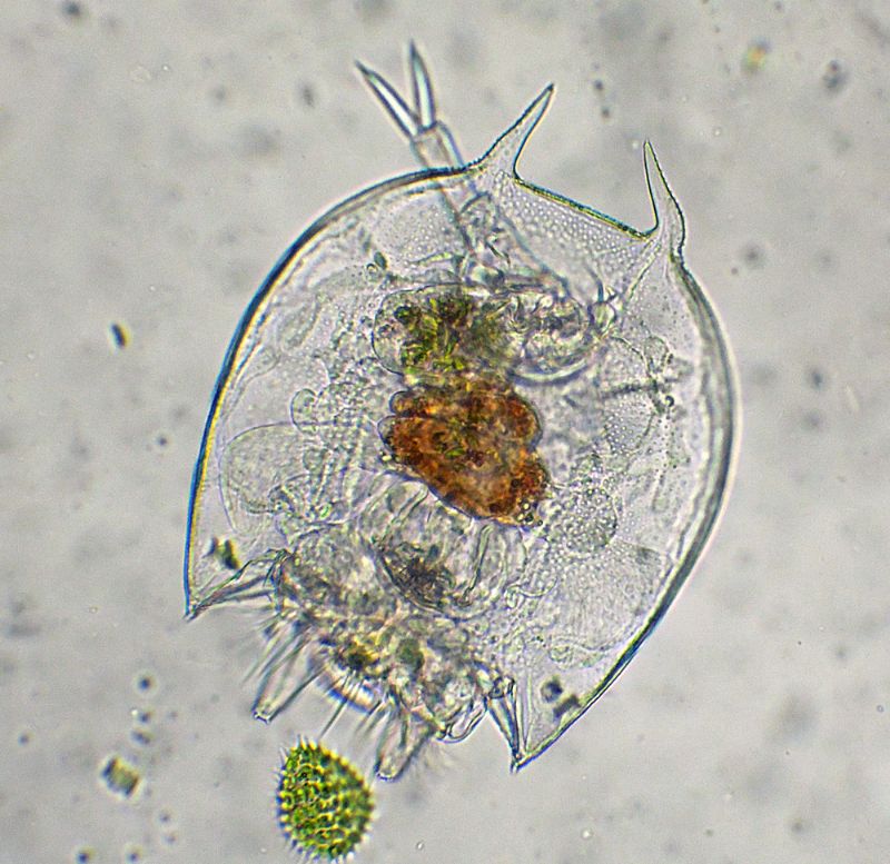 BRACHIONUS-QUADRIDENTATA