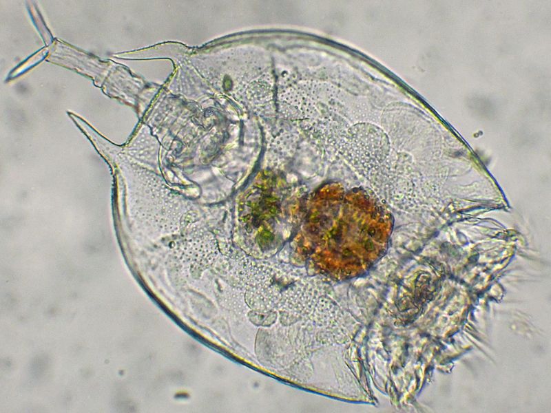 BRACHIONUS-QUADRIDENTATA