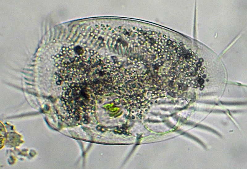 EUPLOTES-charon?