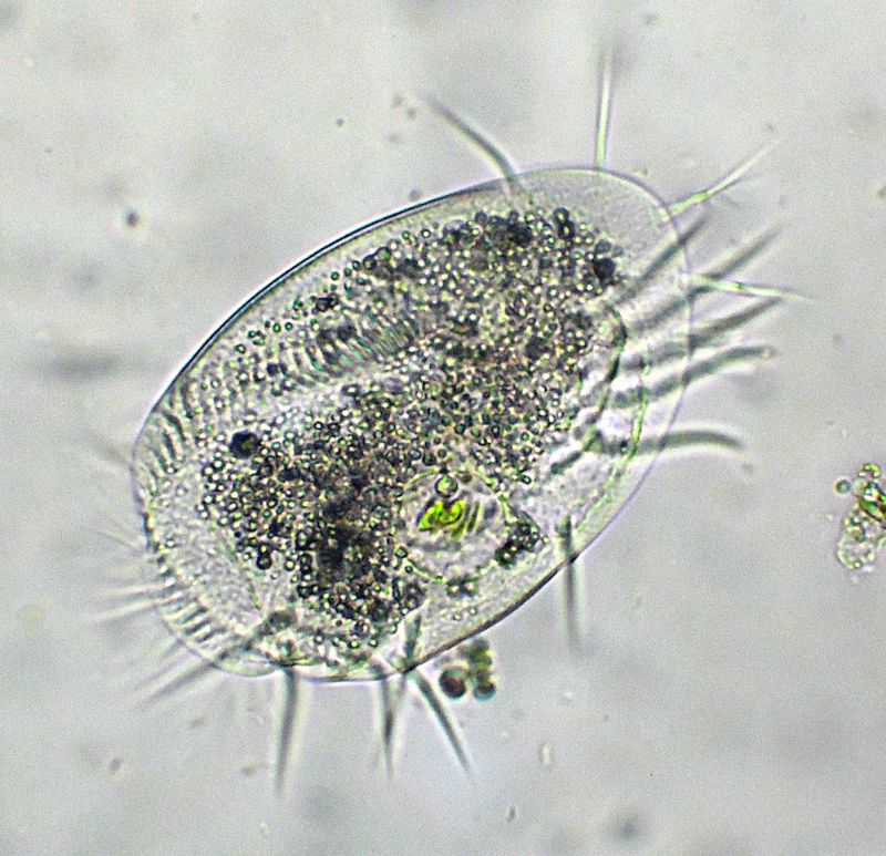EUPLOTES-charon?