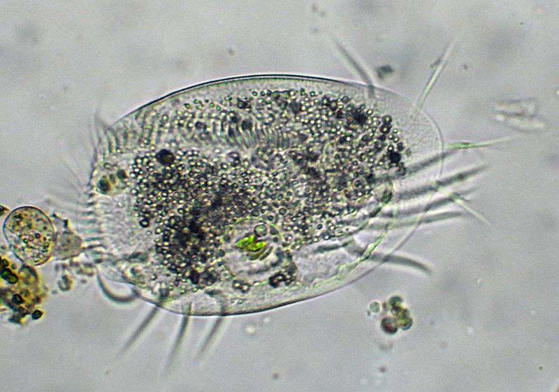 EUPLOTES-charon?