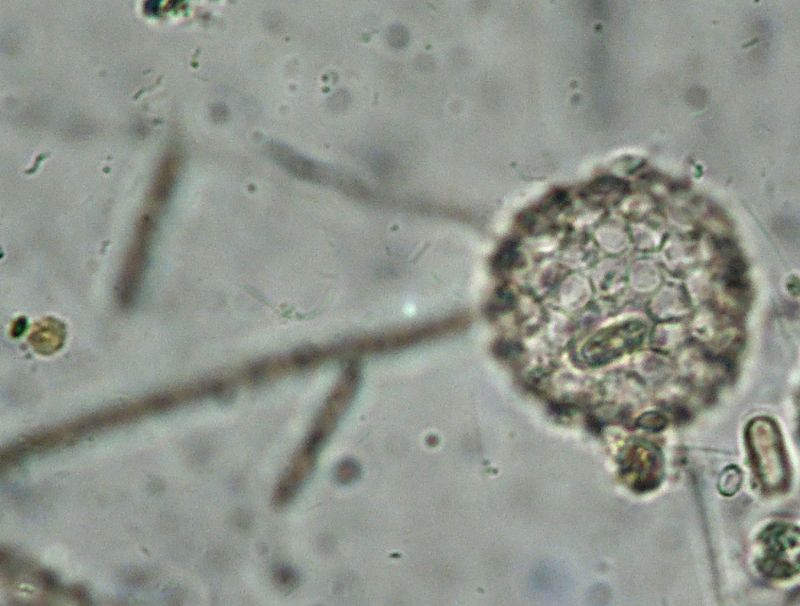 ANCORA ELIOZOI CLATHRULINA