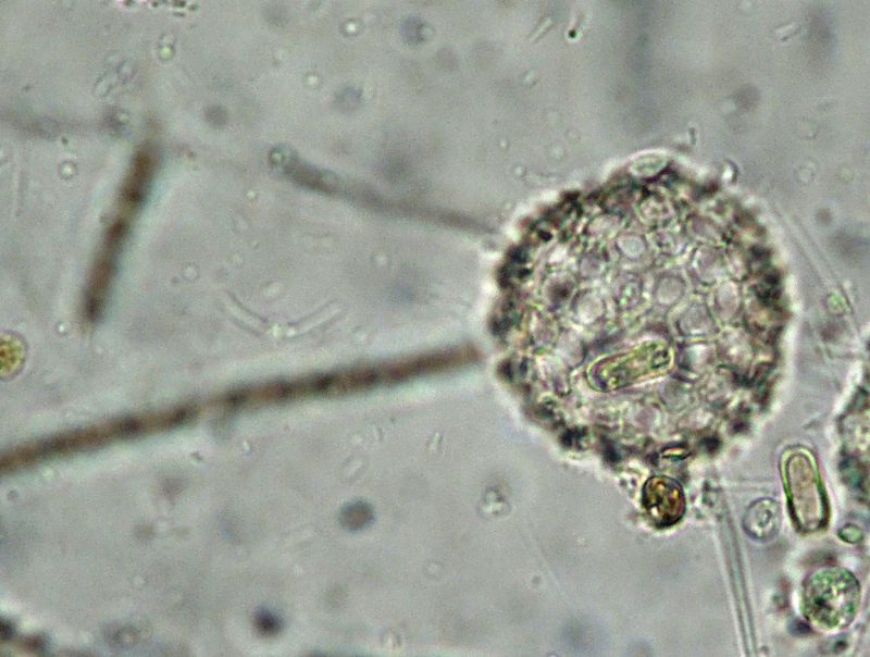 ANCORA ELIOZOI CLATHRULINA