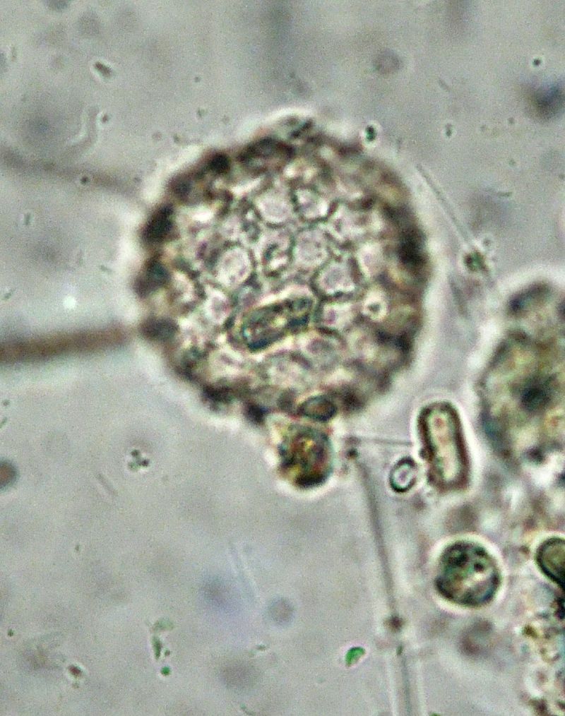 ANCORA ELIOZOI CLATHRULINA