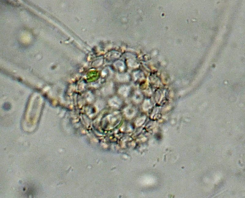 ANCORA ELIOZOI CLATHRULINA