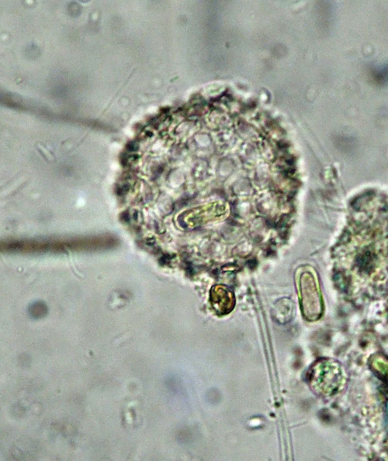 ANCORA ELIOZOI CLATHRULINA