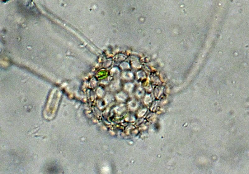 ANCORA ELIOZOI CLATHRULINA