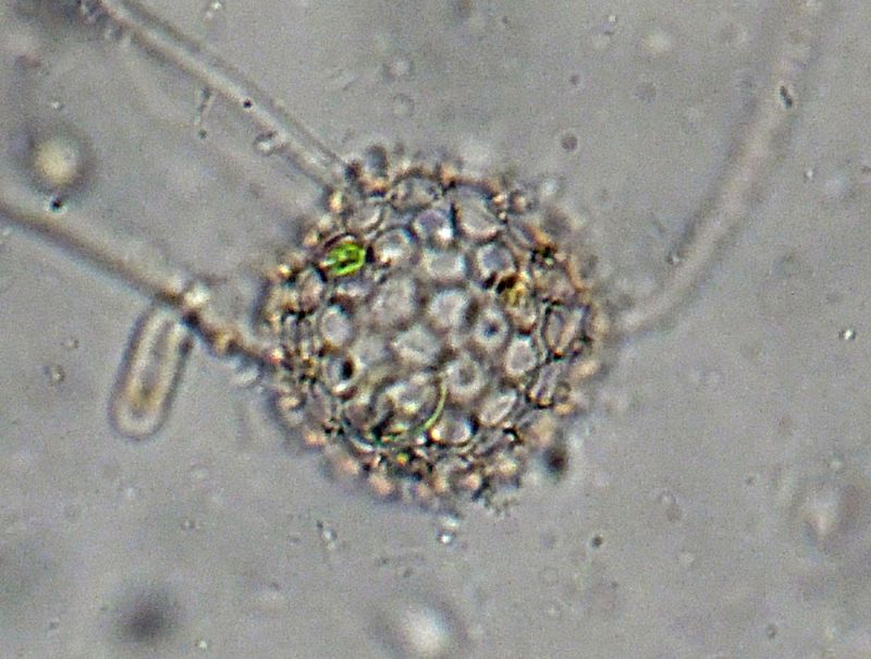 ANCORA ELIOZOI CLATHRULINA