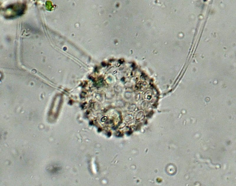 ANCORA ELIOZOI CLATHRULINA