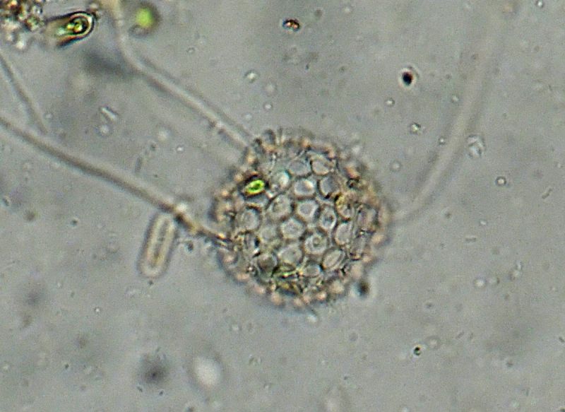 ANCORA ELIOZOI CLATHRULINA