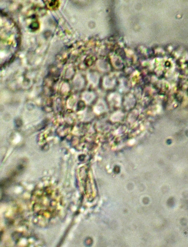 ANCORA ELIOZOI CLATHRULINA