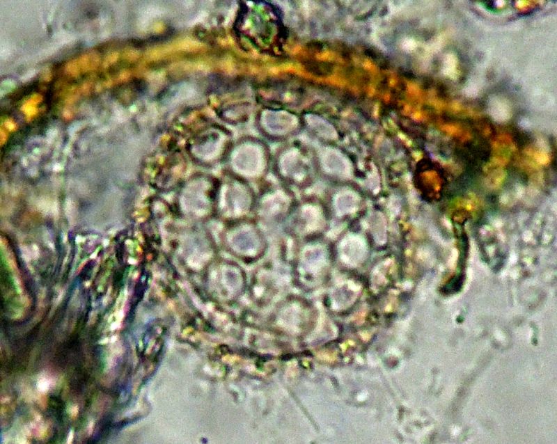 ANCORA ELIOZOI CLATHRULINA