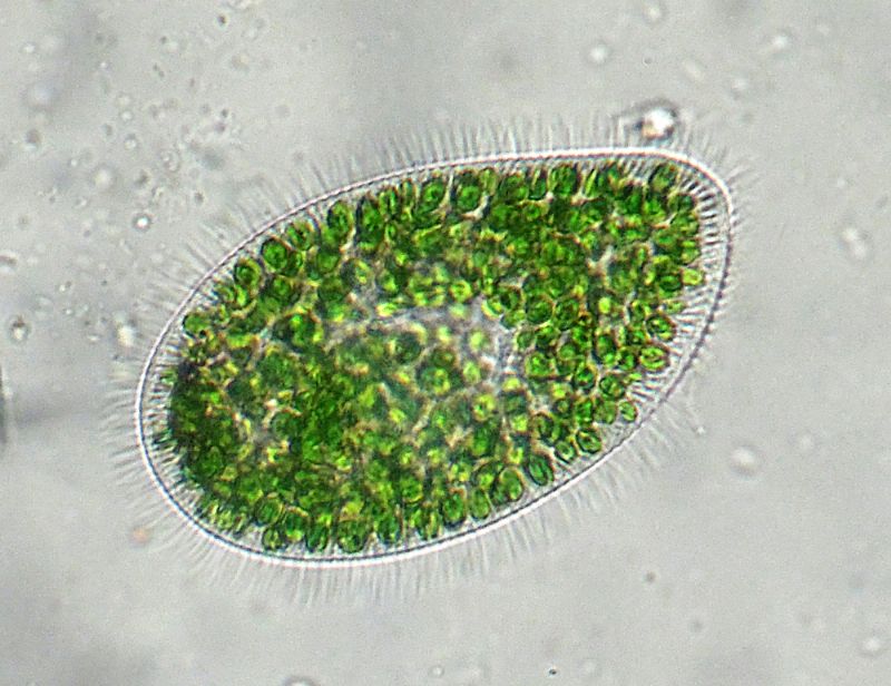 PROVE PLAN-APO 25X LEICA