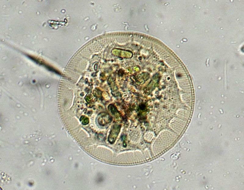 PROVE PLAN-APO 25X LEICA