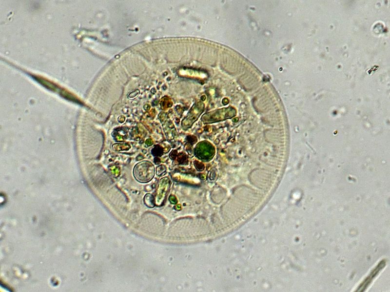 PROVE PLAN-APO 25X LEICA