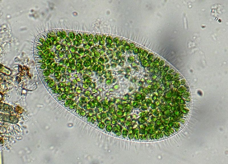 PROVE PLAN-APO 25X LEICA