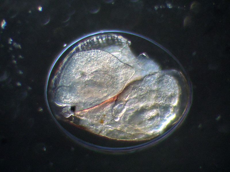 CHIOCCIOLINE DELL''ACQUARIO IN CAMPO-SCURO